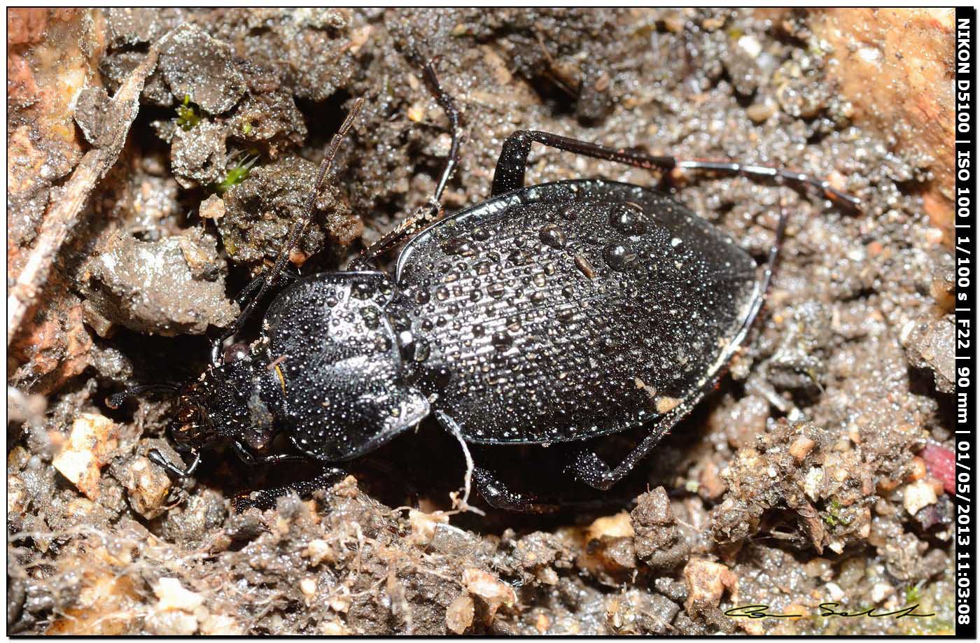 Carabus genei da Caprera